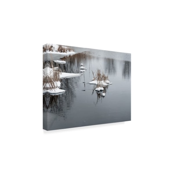 Anthony Paladino 'Cluster Of Reeds In Snow On Icy Pond' Canvas Art,24x32